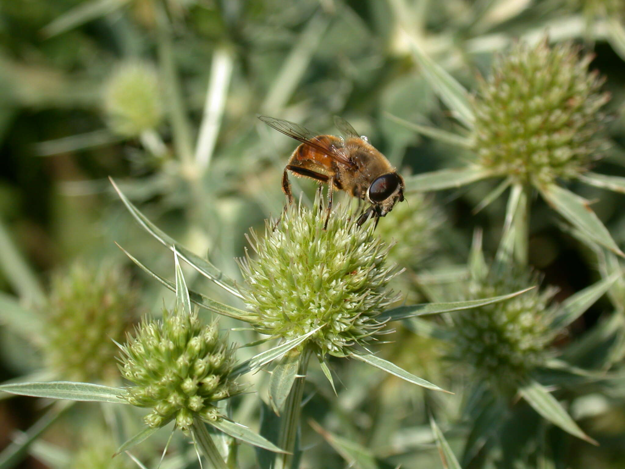 Eryngium campestre L. resmi