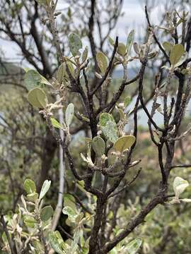 Image of Brachylaena huillensis O. Hoffm.