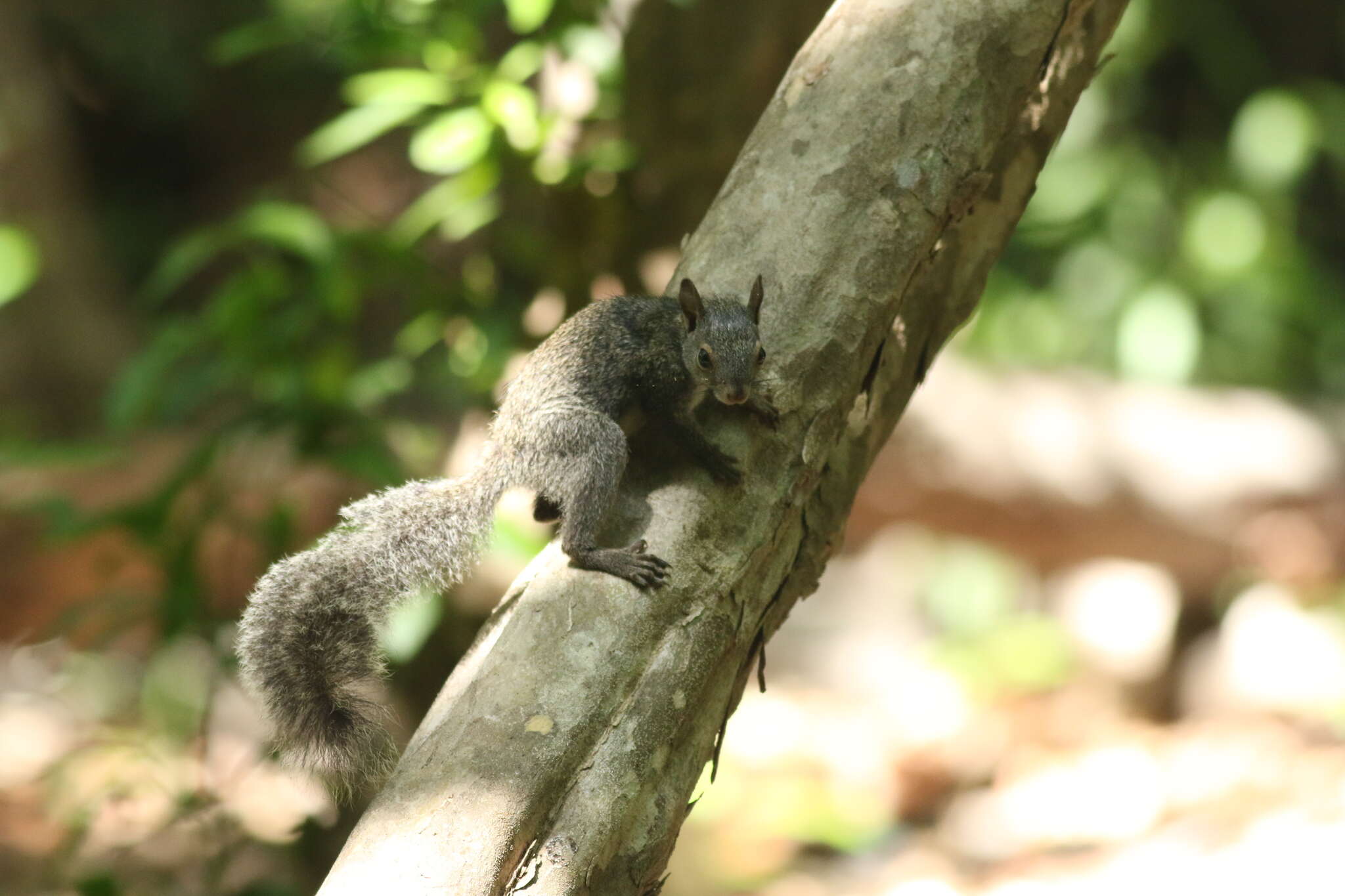 Image of Yucatan Squirrel