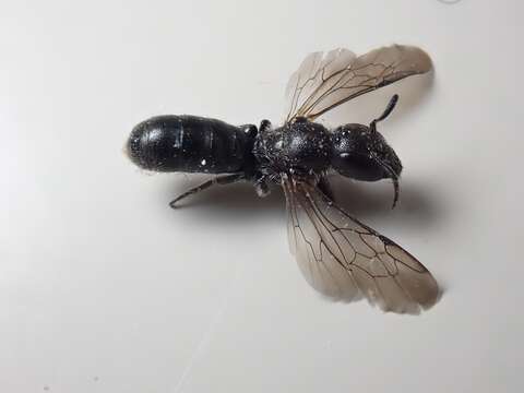 Image of Carpenter bee