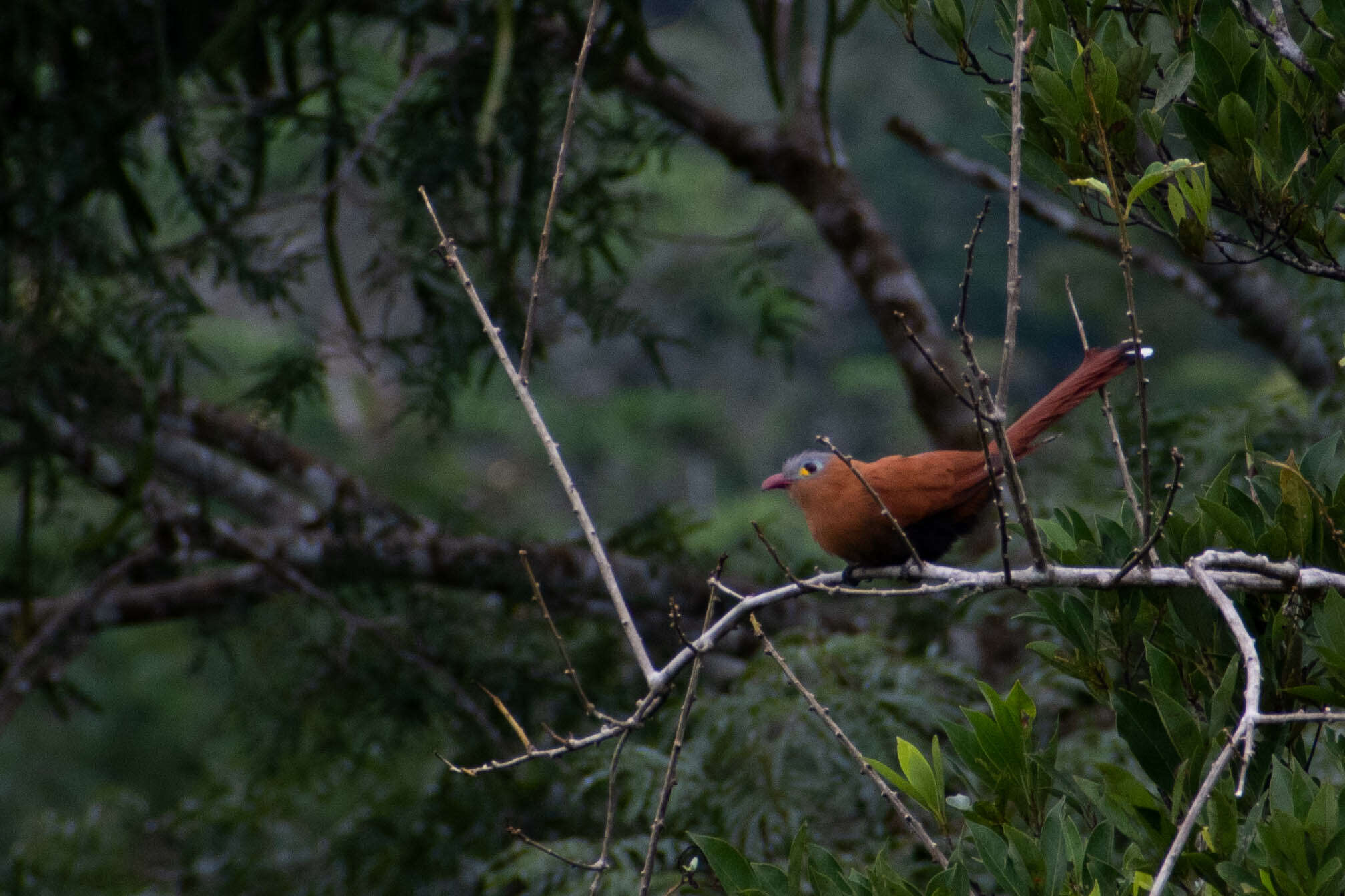 Image of Black-bellied Cuckoo