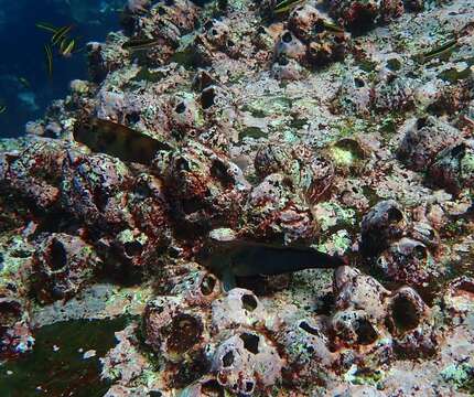 Image of Large-banded Blenny