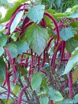 Imagem de Acalypha hispida Burm. fil.