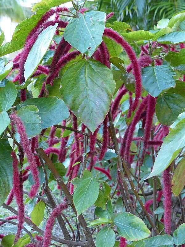 Image of chenille plant