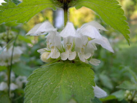 Image of white deadnettle