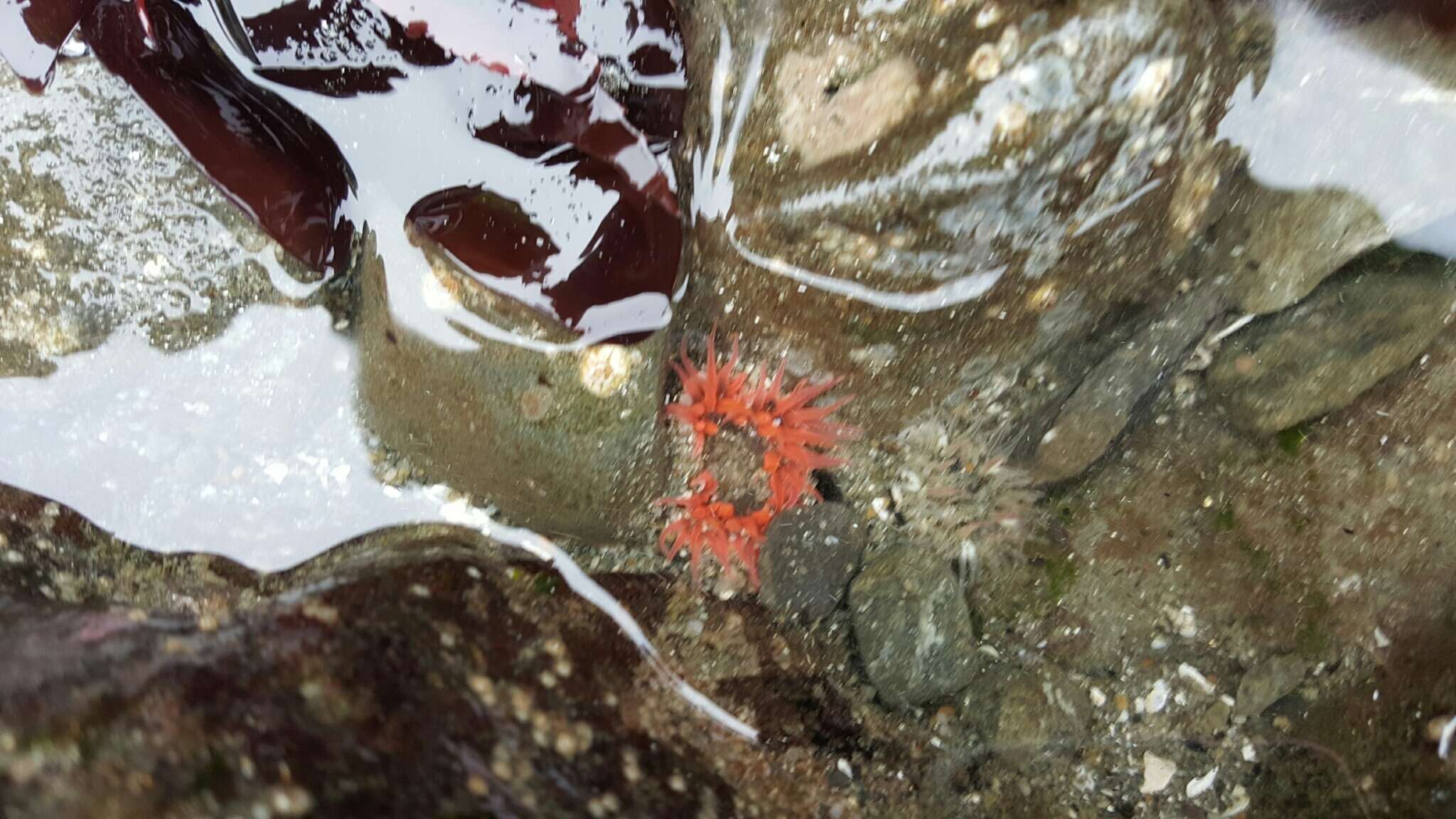 Image of buried sea anemone