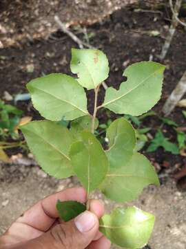 Image of Xylosma horrida Rose