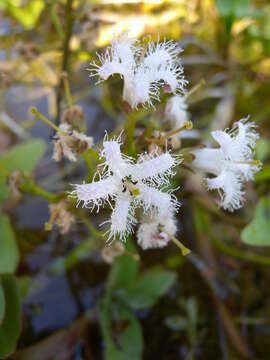 Image of bogbean