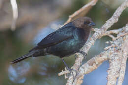 Image of Brown-headed Cowbird