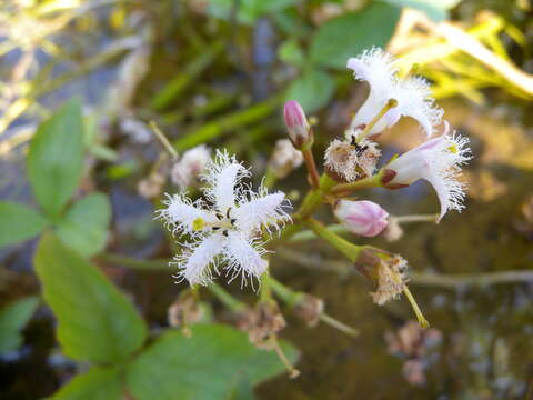 Image of bogbean