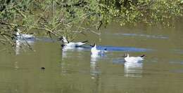 Image of Black-headed Gull