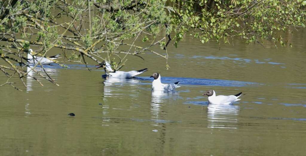 Image of Black-headed Gull