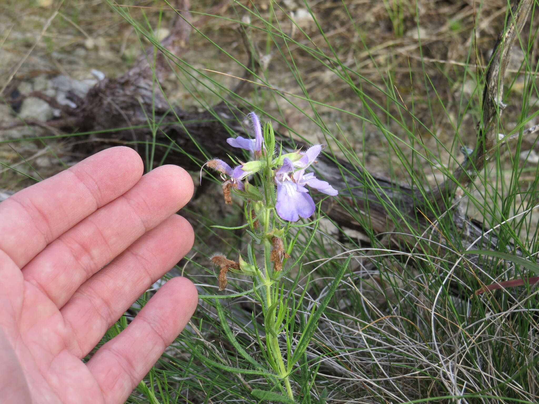 Sivun Salvia engelmannii A. Gray kuva