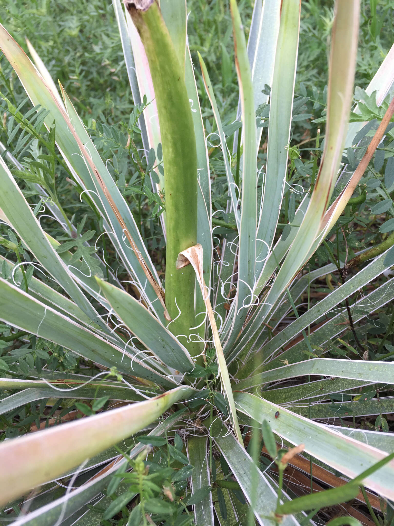 Image of Brazos River yucca