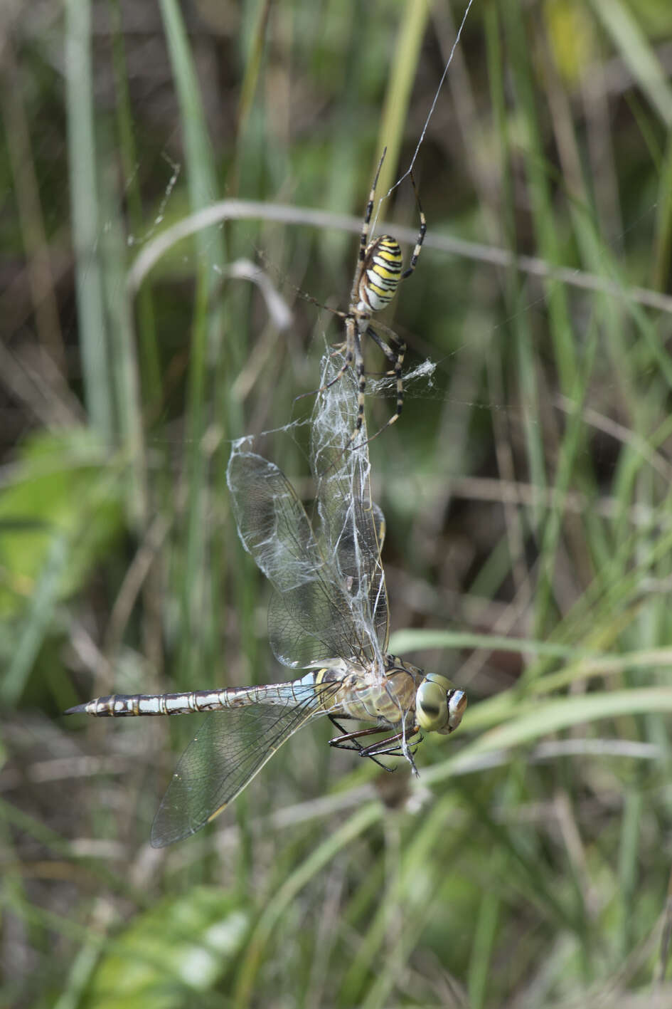 Image of Barbary Spider