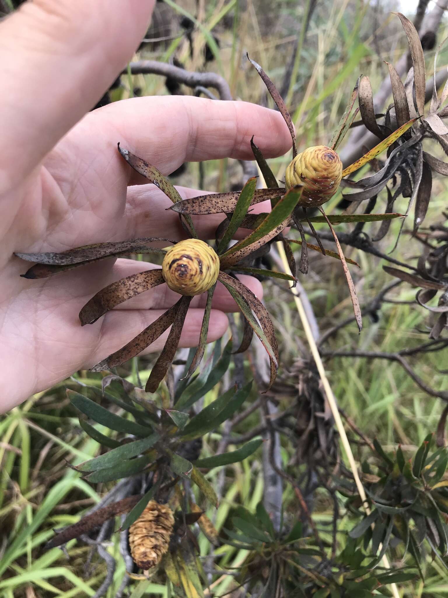 Image of Leucadendron macowanii Phillips