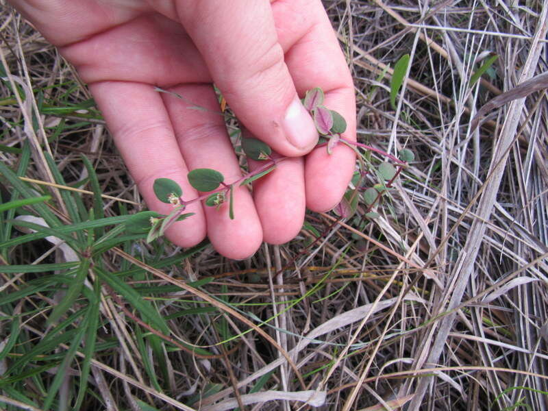 Слика од Euphorbia porteriana (Small) Oudejans