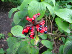 Sivun Paeonia wittmanniana Hartw. ex Lindl. kuva