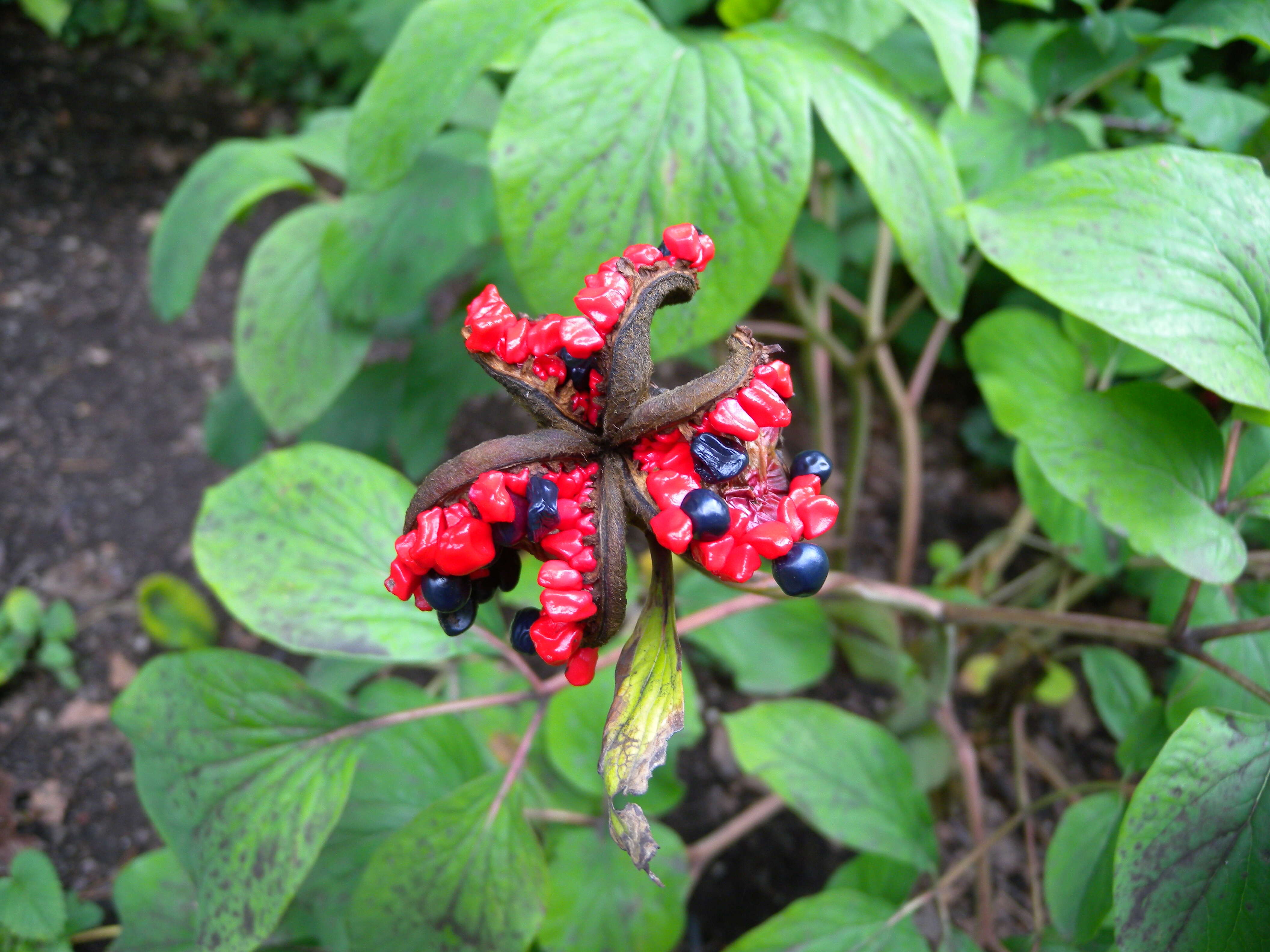 Image of Paeonia wittmanniana Hartw. ex Lindl.