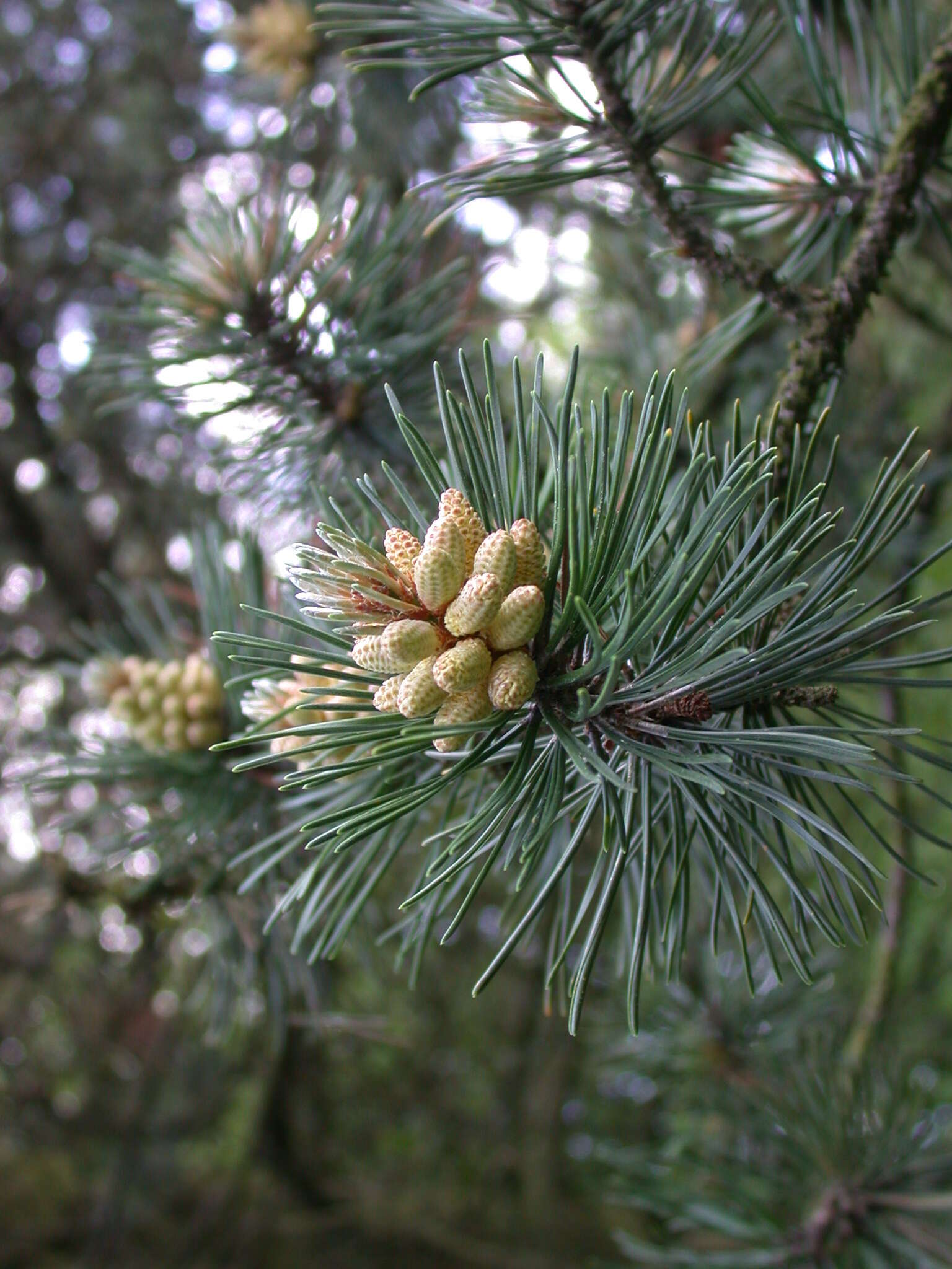 Image of Mountain Pine