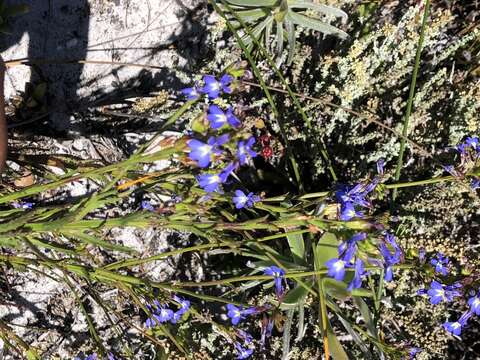 Image of Lobelia comosa L.