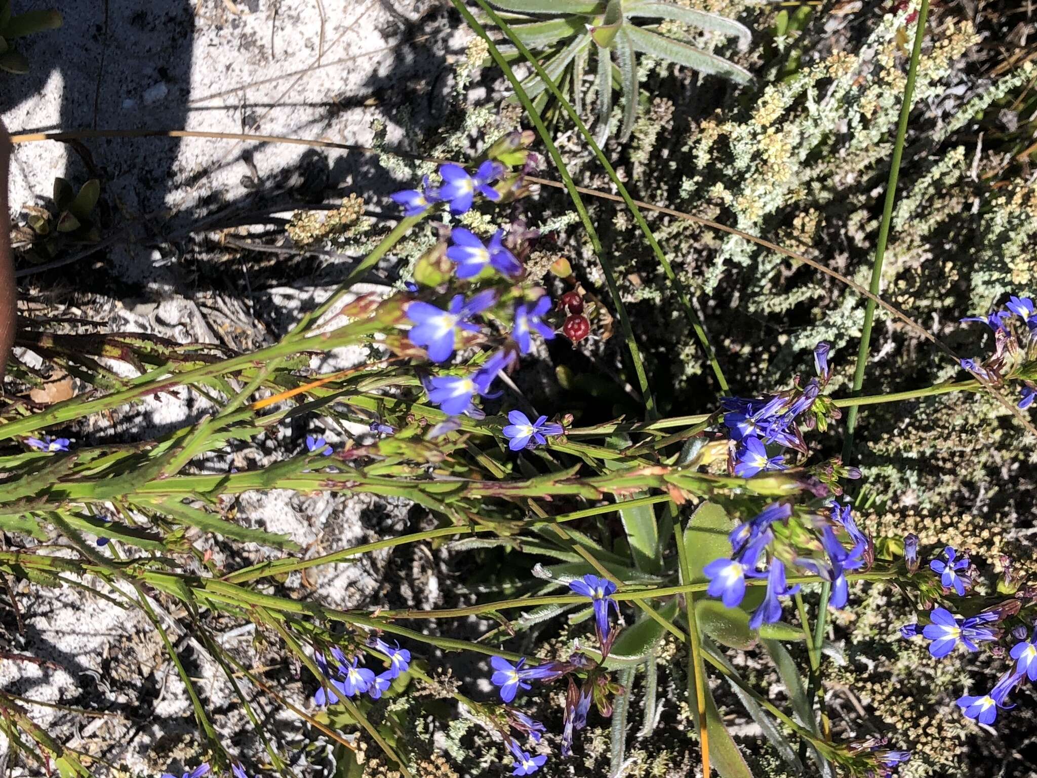 Image de Lobelia comosa L.