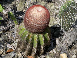 Image of Melocactus andinus subsp. hernandezii (Fern. Alonso & Xhonneux) N. P. Taylor