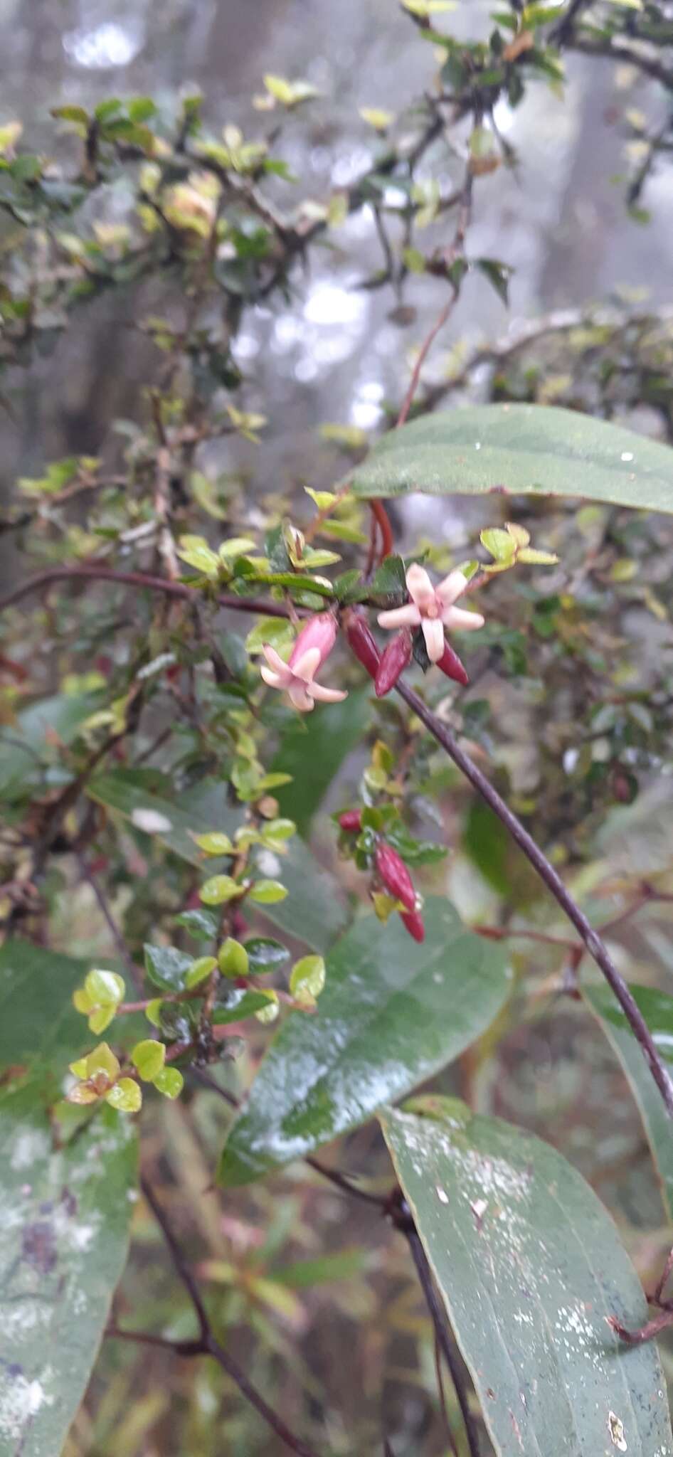 Image de Pittosporum oreillyanum C. White