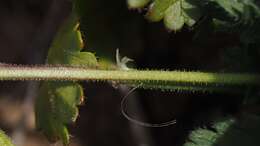 Слика од Erodium brachycarpum (Godr.) Thellung