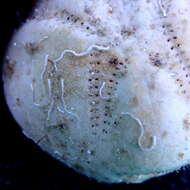 Image of Echinocardium fenauxi Pequignat 1963