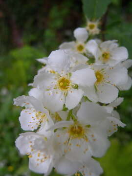 Image of Bird Cherry