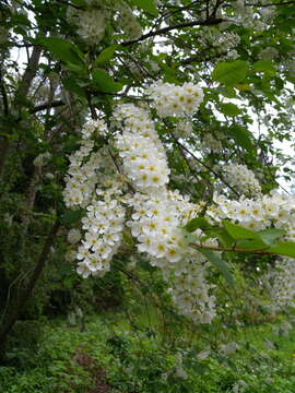 Image of Bird Cherry