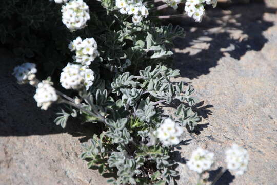 Image of alpine false candytuft