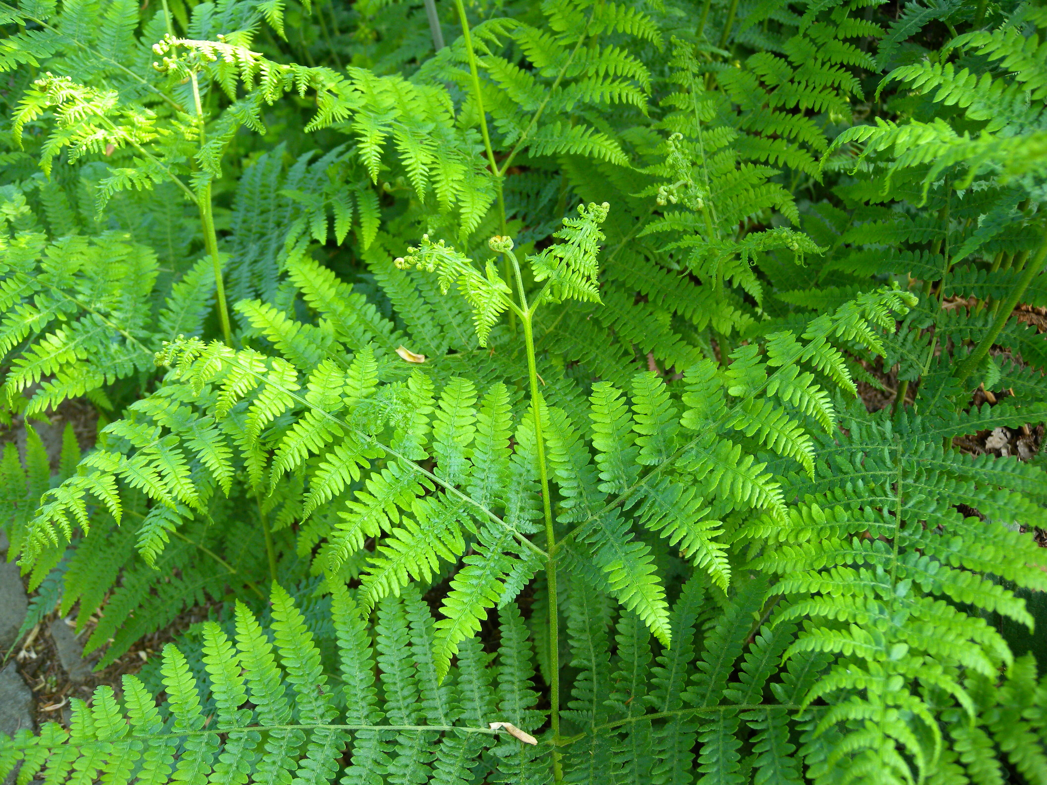 Image of Bracken