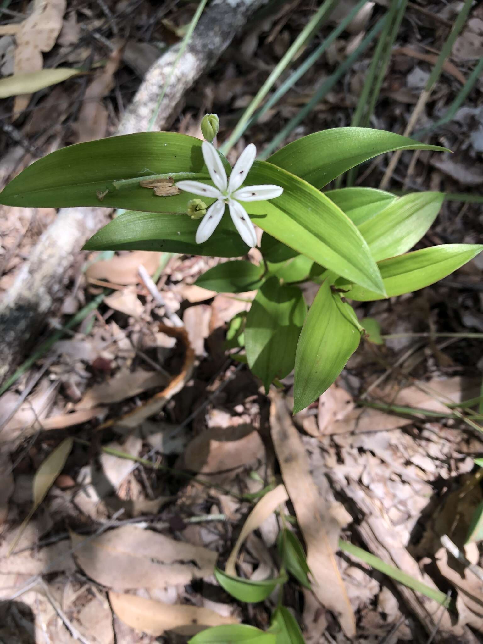 Image of Schelhammera multiflora R. Br.