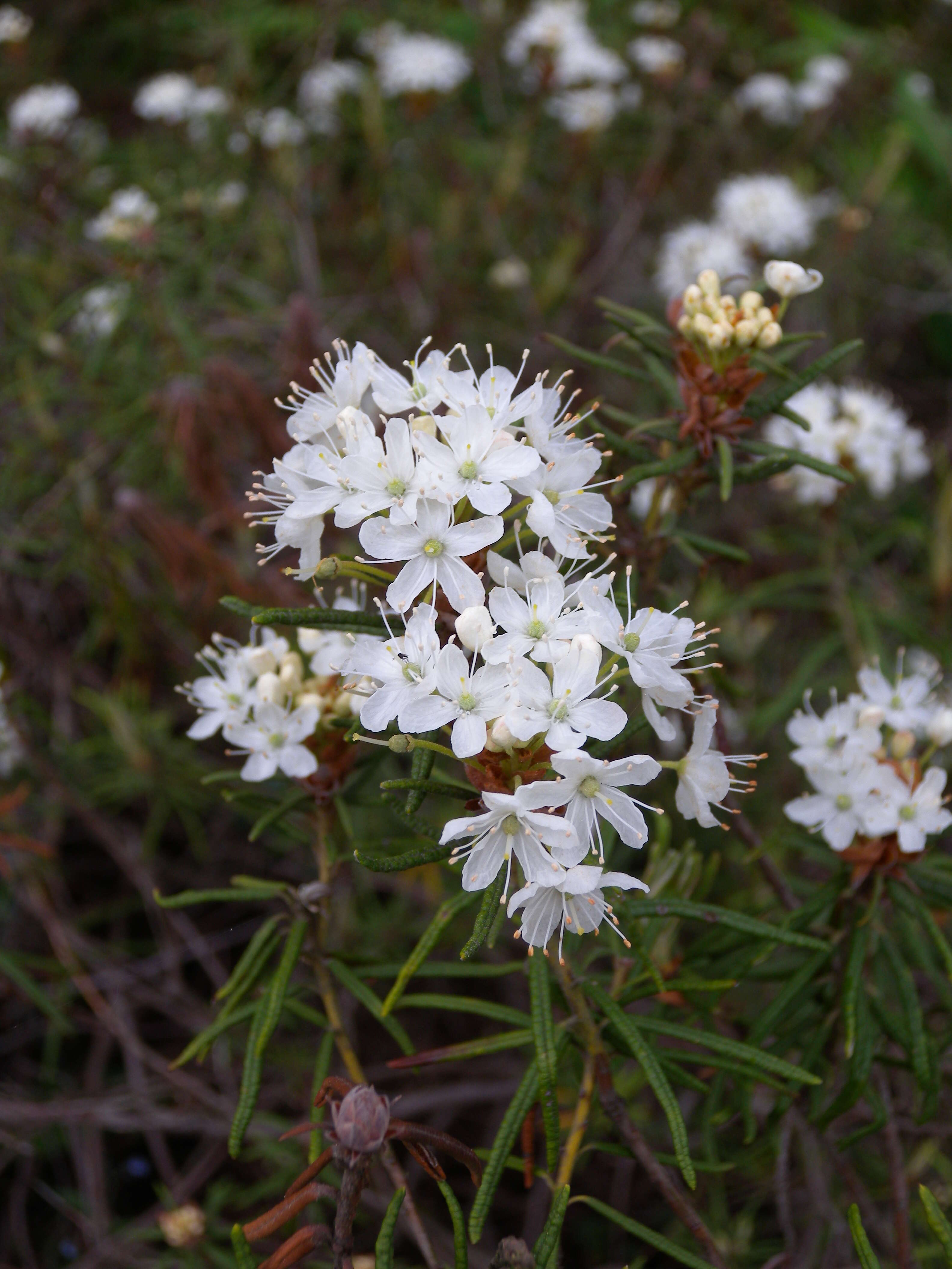 Imagem de Rhododendron tomentosum (Stokes) Harmaja