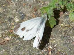 Image of Southern Small White