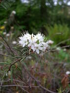 Imagem de Rhododendron tomentosum (Stokes) Harmaja