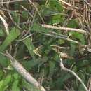 Sivun Haworthia floribunda Poelln. kuva