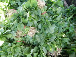 Image of spinach