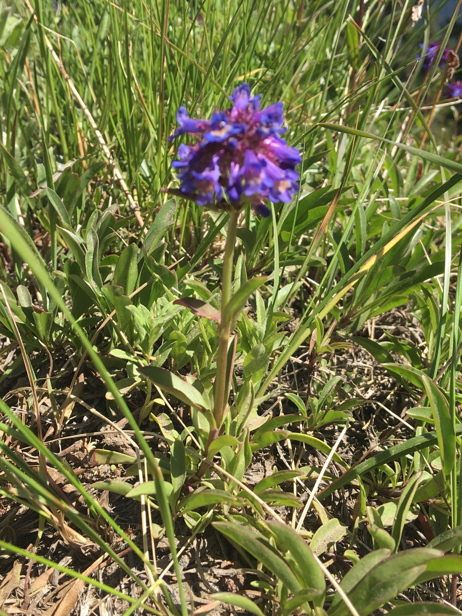 Penstemon procerus Dougl. ex Graham resmi