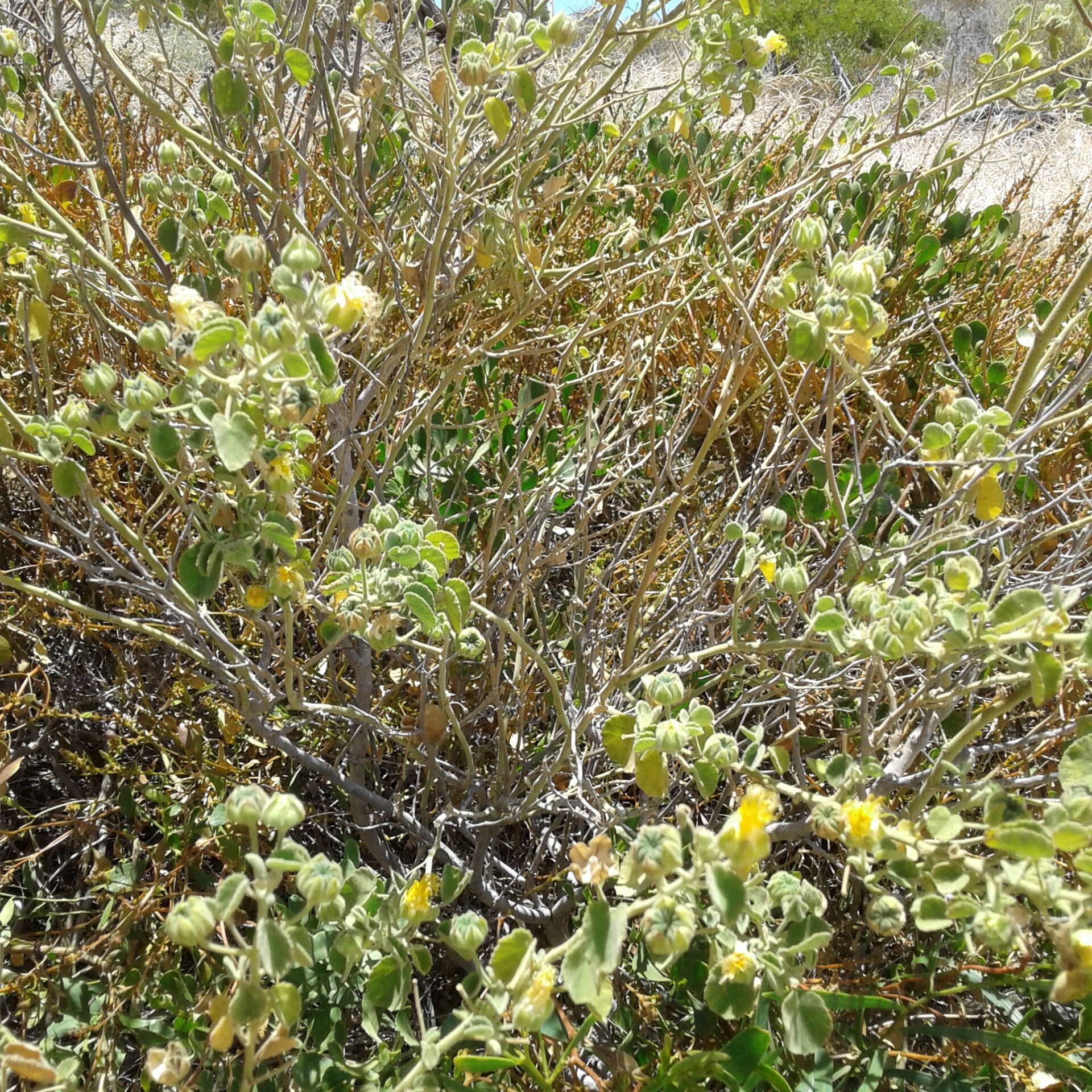 Image of Abutilon indicum subsp. indicum