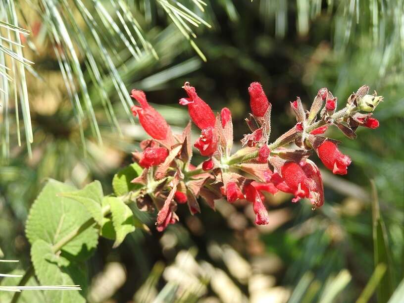 Image of Salvia karwinskii Benth.