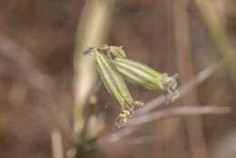 Слика од Silene dichotoma Ehrh.