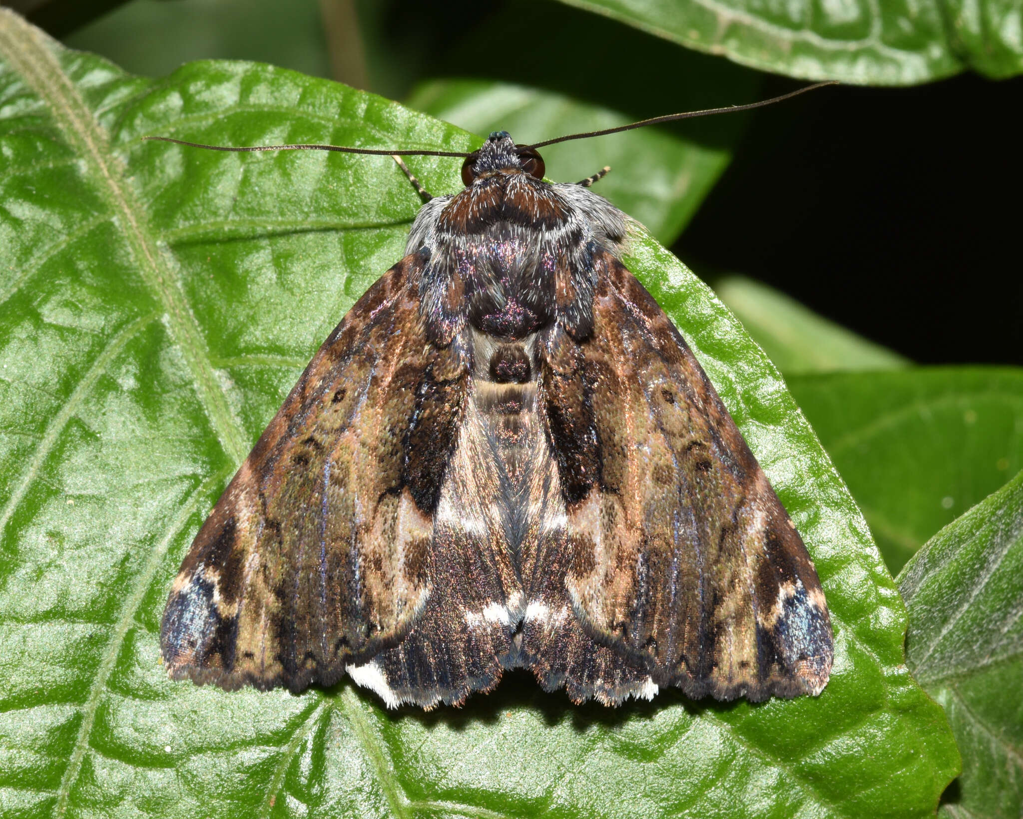 Image de <i>Catephia natalensis</i> Hampson 1902