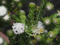 Image of Phylica stenantha Pillans