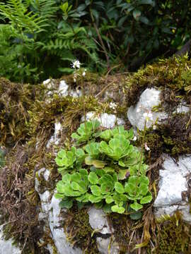 Image of Saxifraga cuneifolia L.