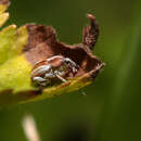 Tychius albolineatus Dejean 1836 resmi