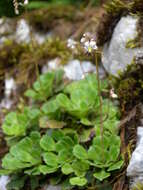 Image of Saxifraga cuneifolia L.