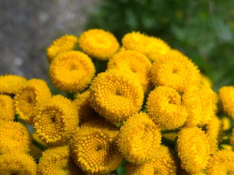 Image of common tansy